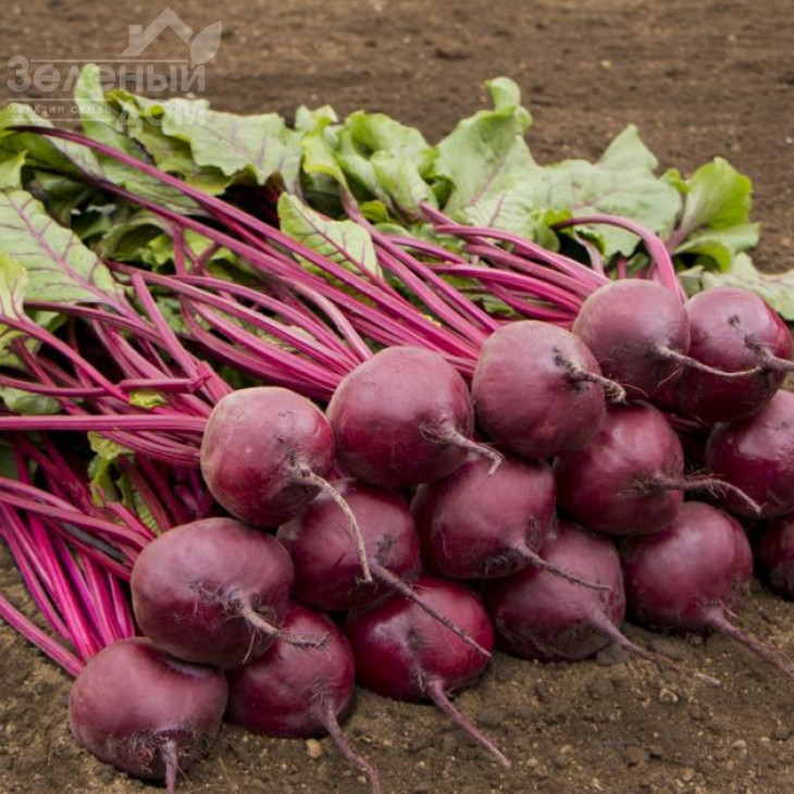 Бреско F1/ Bresco F1, 108 днів фото 2