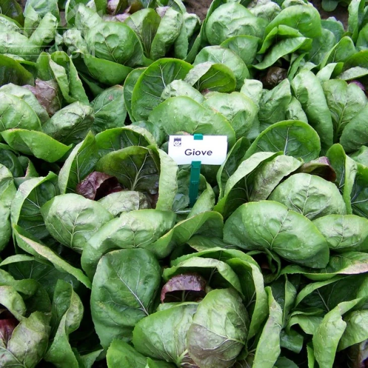 Гиове F1 / Giove F1,80-90 дней фото 2