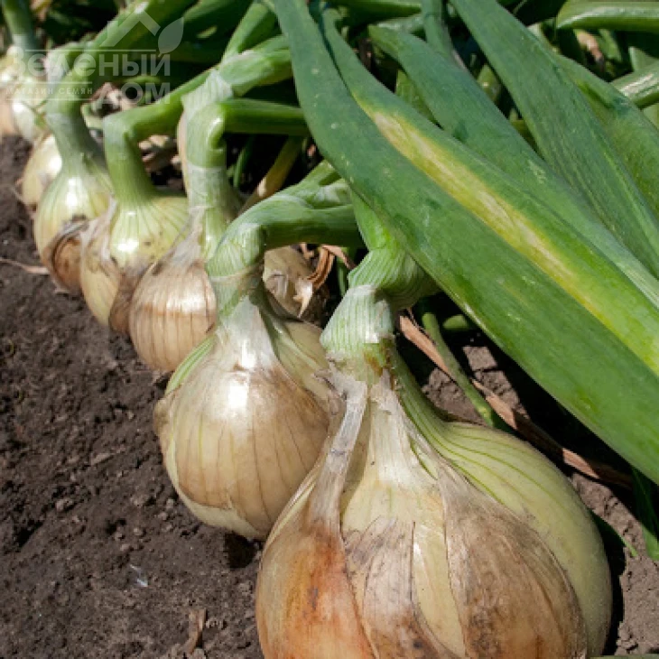 Вердон F1 (T-803) / Verdon F1 (T-803),85-90 дней фото 1