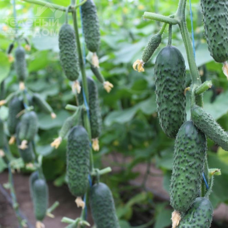 СВ 3506 CV F1 / SV 3506 CV F1,40-45 днів фото 1