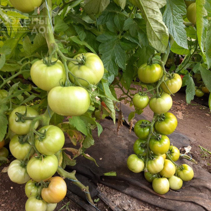 Селла F1 / Sella F1, 58-62 дні фото 3