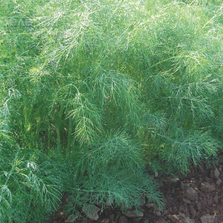 Голдкрон / Goldkrone фото 3