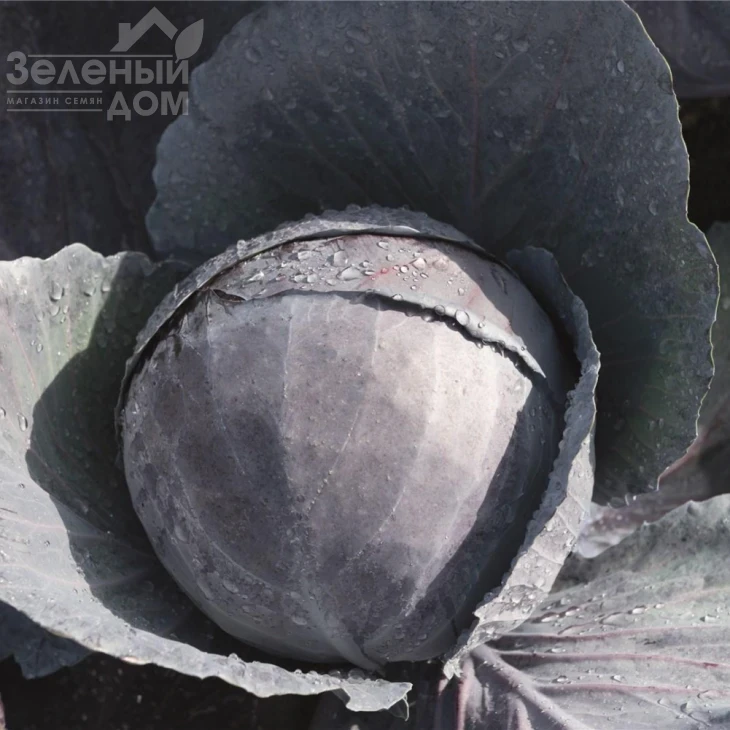 Омеро F1 / Omero F1 фото 1