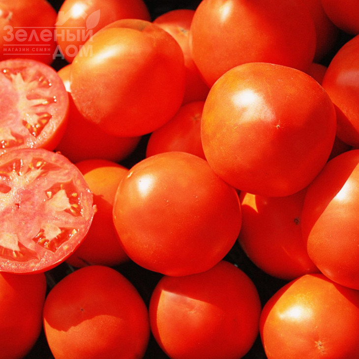 Арнольд (INX 1577) F1 / Arnold (INX 1577) F1,95-100 днів фото 6