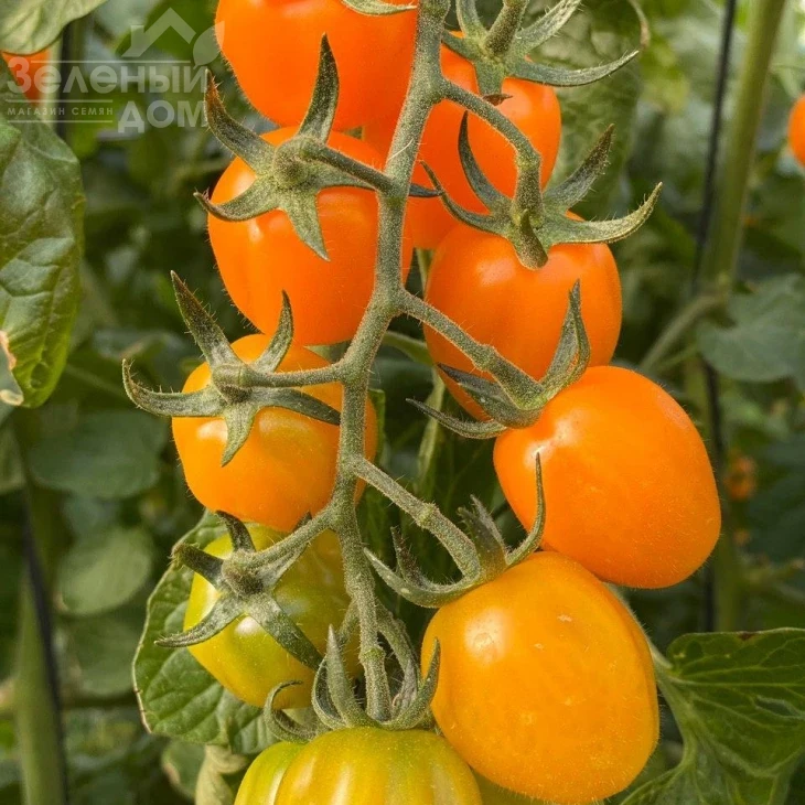 Мода F1 / Fashion F1,115-120 дней фото 1