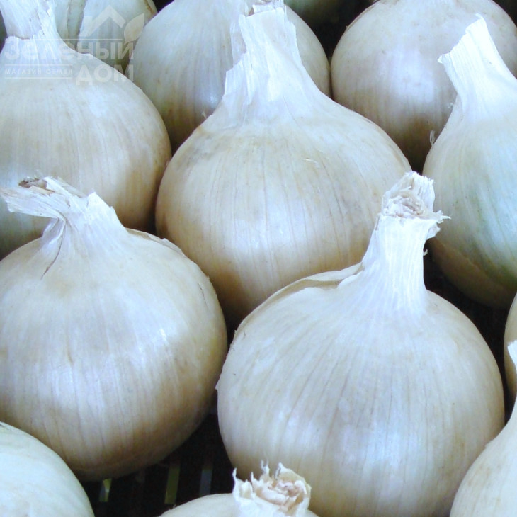 Авалон / Avalon,125-130 днів фото 1