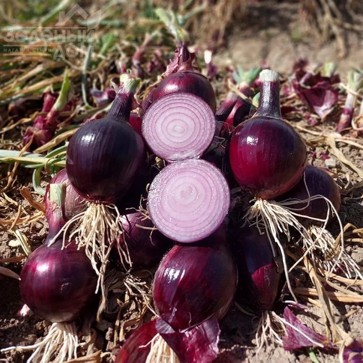 Дарко F1 / Darko F1,110-115 дней фото 1