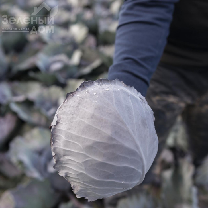 Клімаро F1 / Klimaro F1,120 днів фото 2