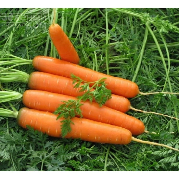 Рубина / Rubina ,100-110 дней фото 1