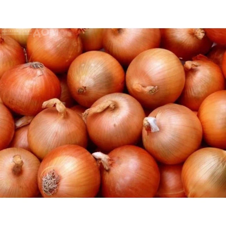 Испаньол / Ispanyol, 115 дней фото 1