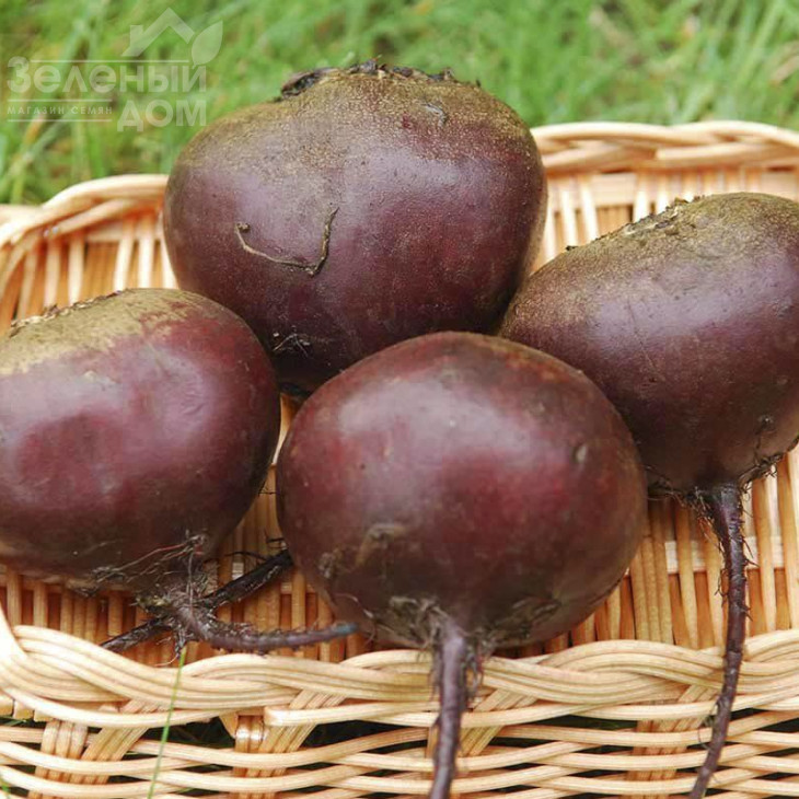 Ред Бул / Red Bull,100-105 днів фото 1