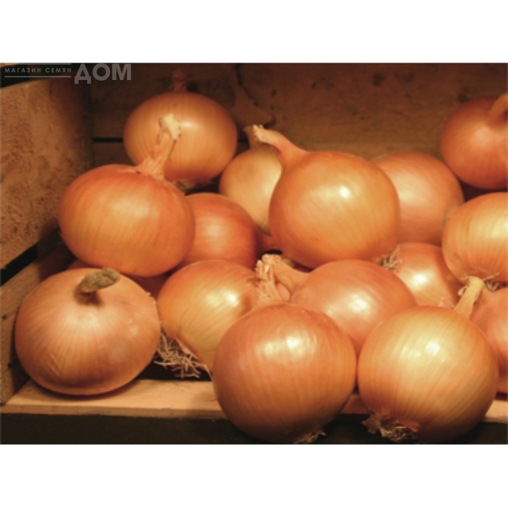 Валентіно F1 / Valentino F1,110-115 днів фото 1