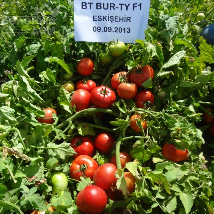 Бурті F1 / Burti F1, 70-75 днів фото 3