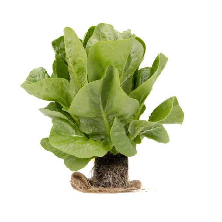 Рабелло / Rabello фото 1