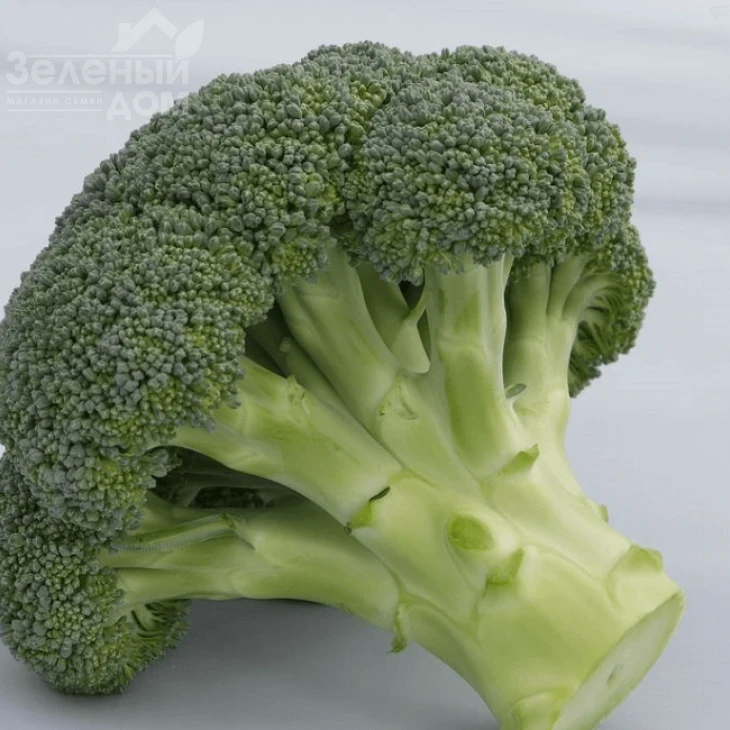 Батори F1 / Batory F1,70-75 дней фото 1