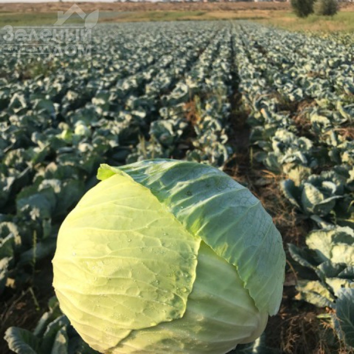 Саксесор F1 / Saksesor F1,110-115 днів фото 4