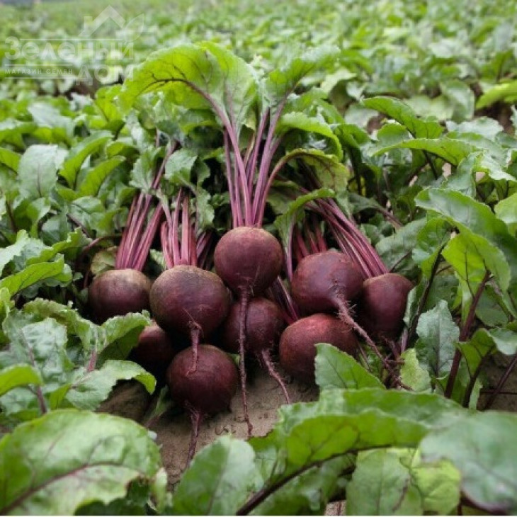 Детройт / Detroyt, 110-155 днів фото 1