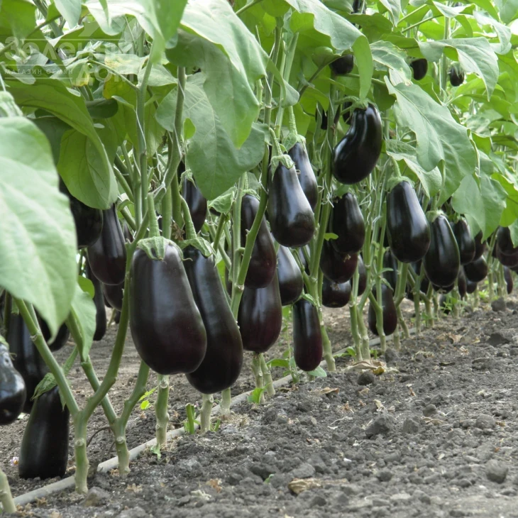 Эпик F1 / Epic F1,60-65 дней фото 2