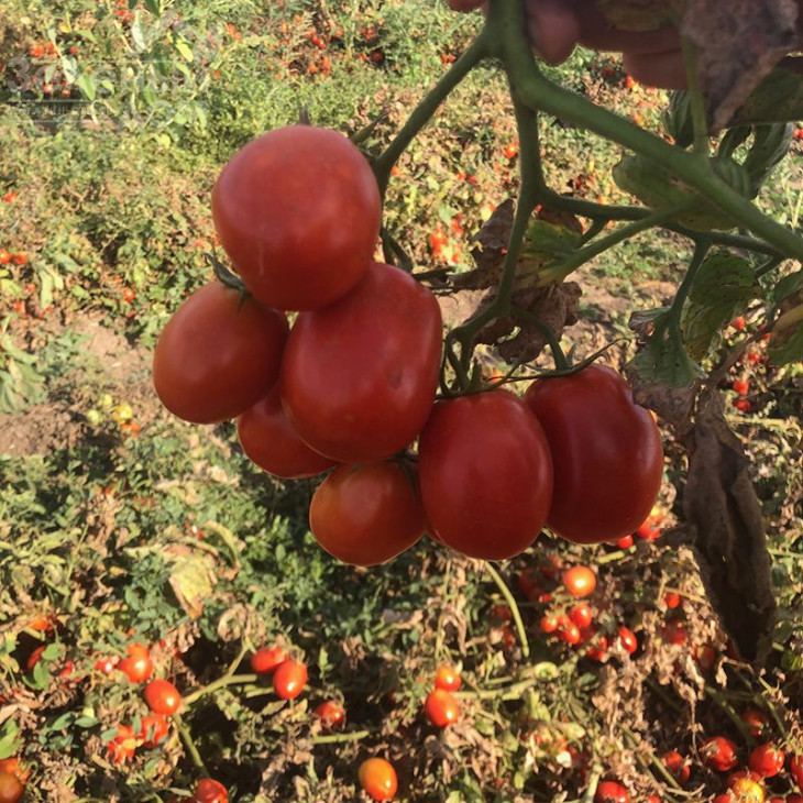 2123 F1 / 2123 F1,110-115 днів фото 3