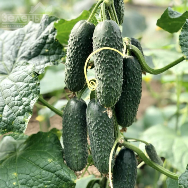 Ніндзя F1 / Nindzya F1 фото 2