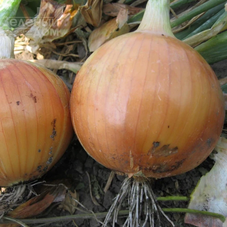 Империос F1 / Imperios F1,115 дней фото 2