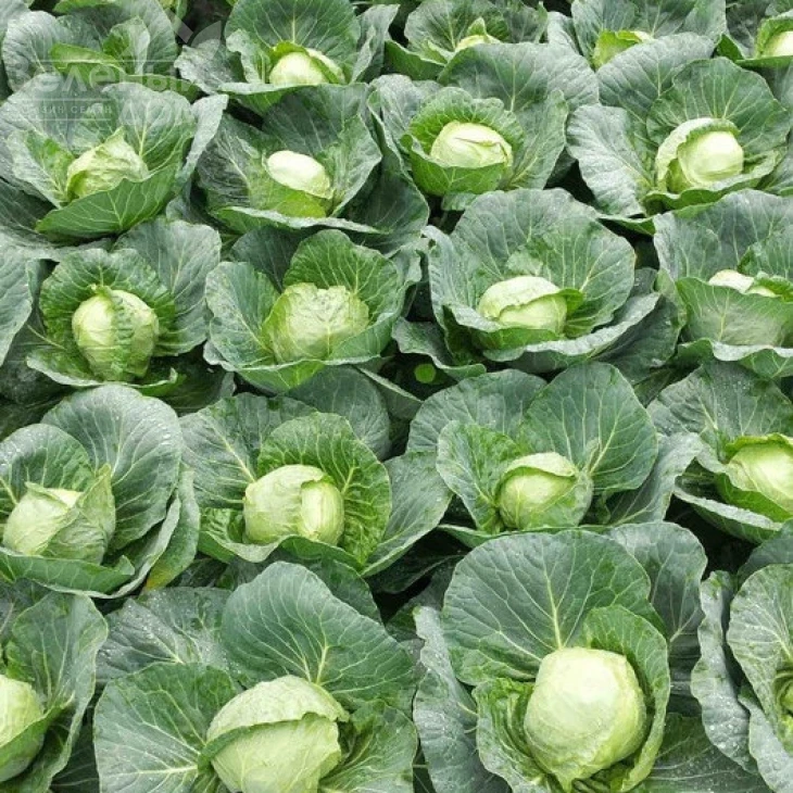 Престар F1 / Prestar F1,50 дней фото 1