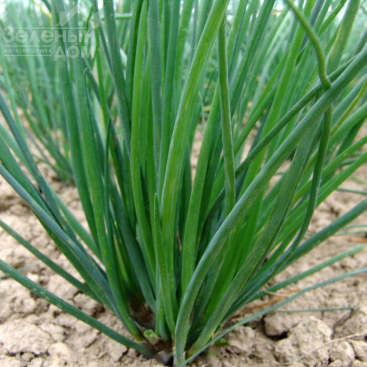 Богемія / Bogemia фото 1