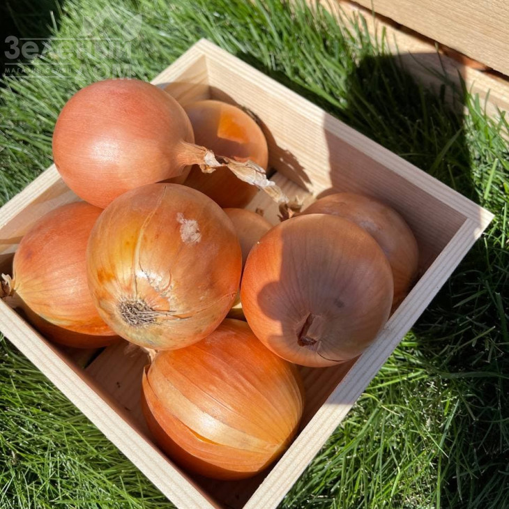 Олоросо F1 / Oloroso F1,120-125 днів фото 1