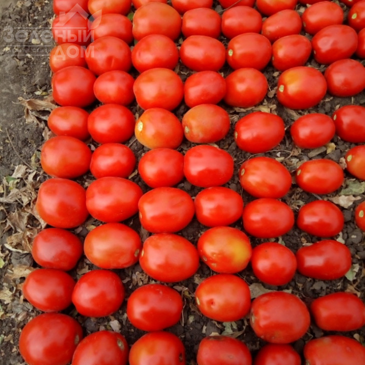 Бостон F1 / Boston F1, 115-120 днів фото 2