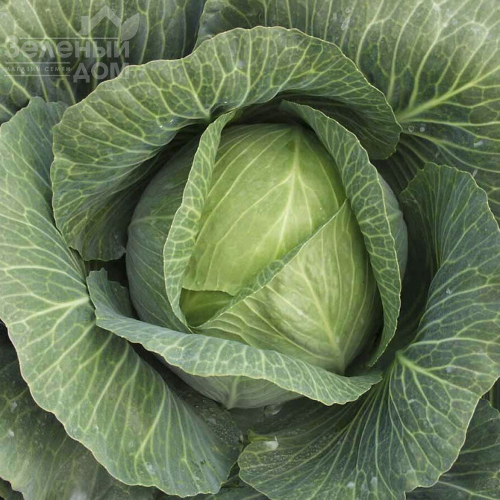 Леннокс F1 / Lennox F1,140 днів фото 1