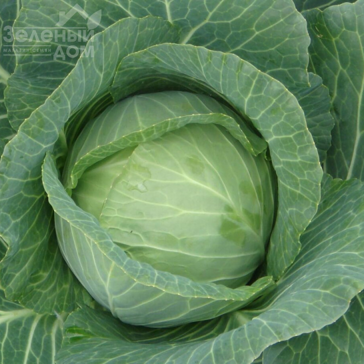 Сілема F1 / Cilema F1,65-70 днів фото 1