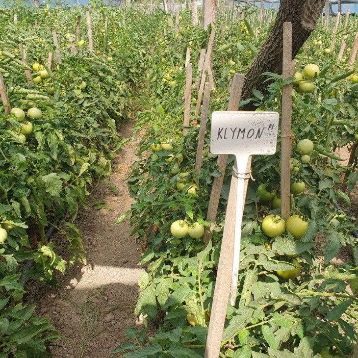 Клімон F1 / Klimon F1, 67-72 днів фото 6