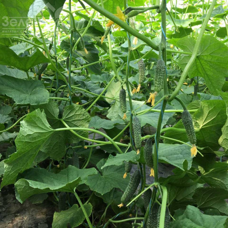 Георг F1 / Georg F1 фото 3