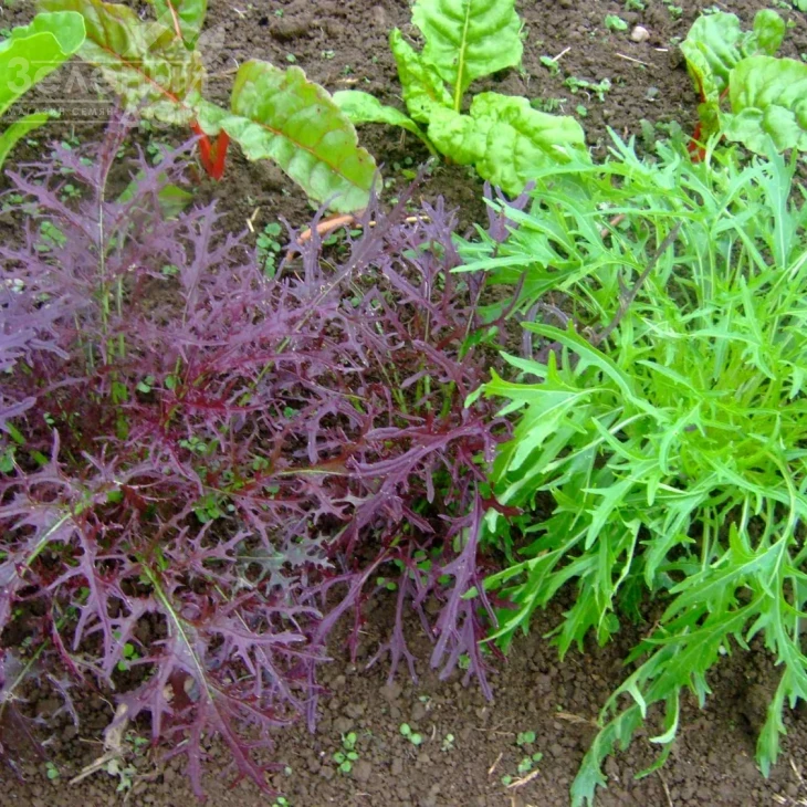 Мизуна красная / Mizuno red фото 1