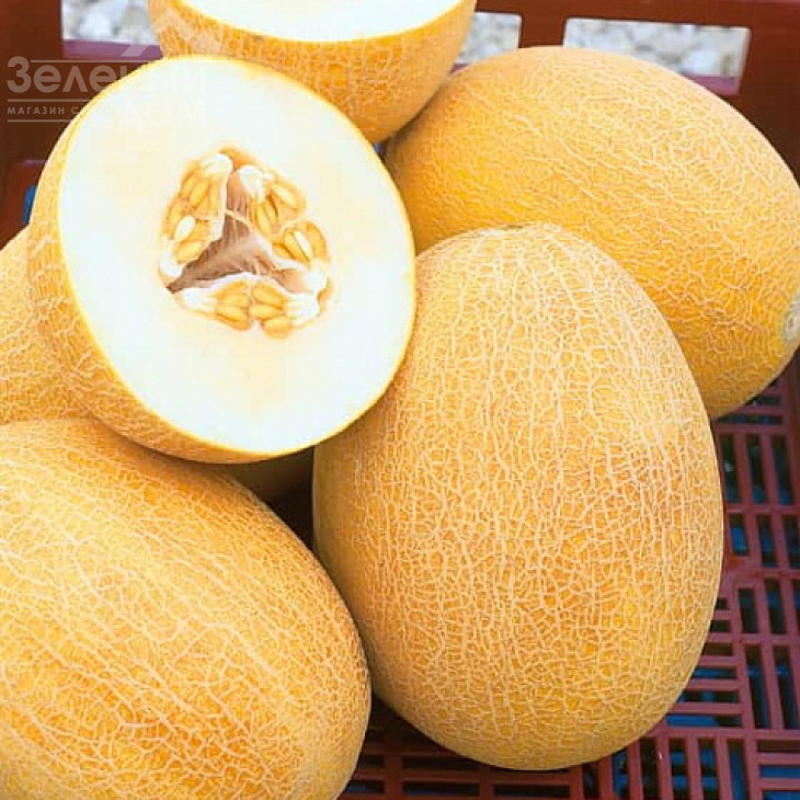 Кредо F1 / Kredo F1,65 днів фото 1