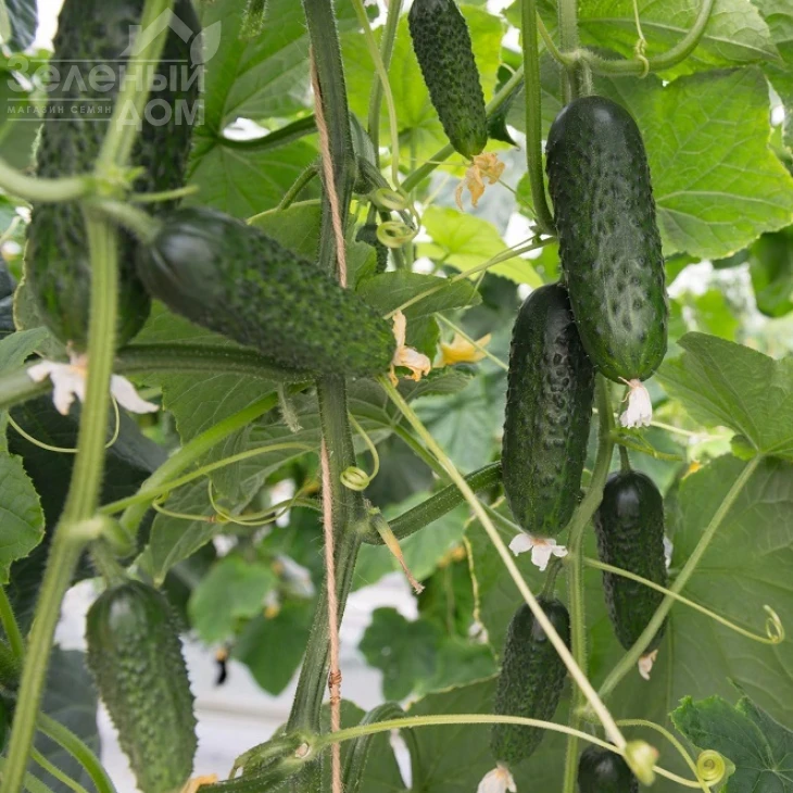 Анзор F1 / Ansor F1,40-45 дней фото 3