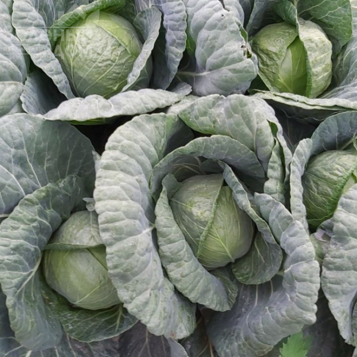 Бурбон F1 / Burbon F1 (Балбро F1),65-70 днів фото 2