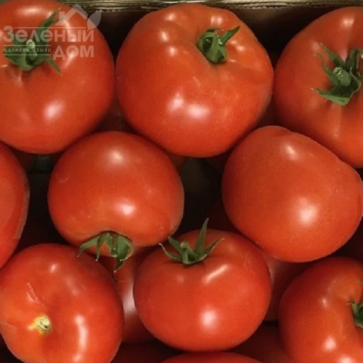 Матиссимо F1 / Matissimo F1,105-115 дней фото 2