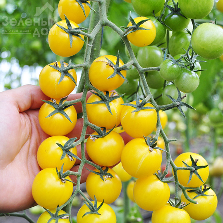 Голдвін F1 / Goldwin F1,65-70 днів фото 3