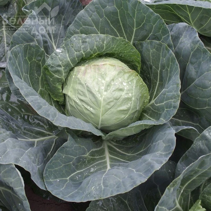 Бетти F1 / Betti F1,55-65 дней фото 1