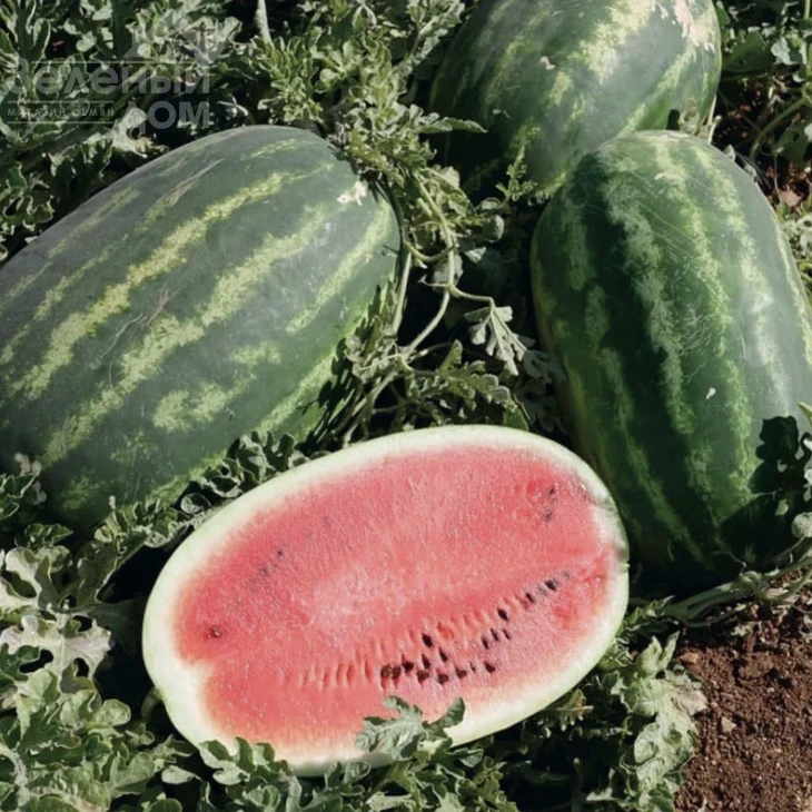 Хала F1 / Hala F1, 65-70 дней фото 1