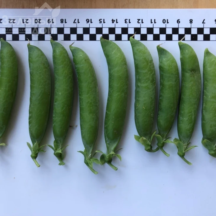 Кингсайз / Kingsize, 50-55 дней фото 2