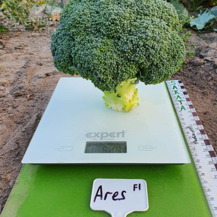 Арес F1 / Ares F1, 60-70 днів фото 1