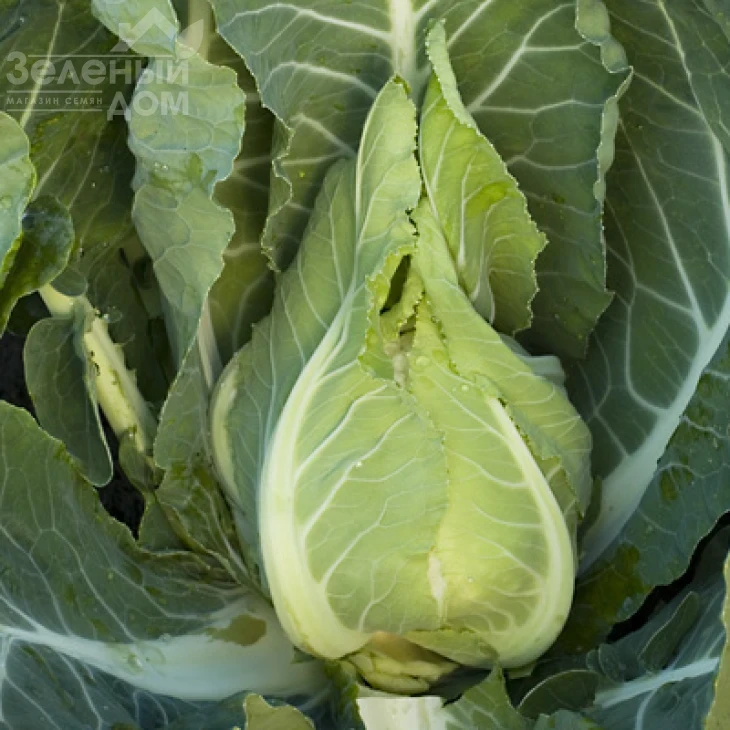 Клафорса F1 / Claforsa F1,70-75 дней фото 1