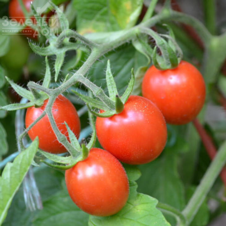 Френзі F1 / Frenzi F1,100 днів фото 2