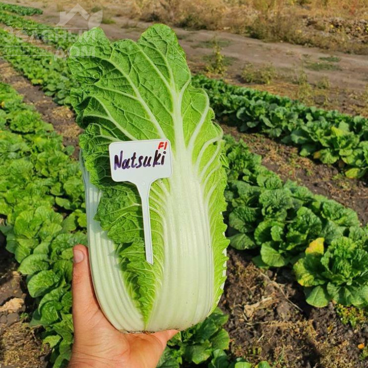 Натсукі F1 / Natsuki F1, 55-60 днів фото 4