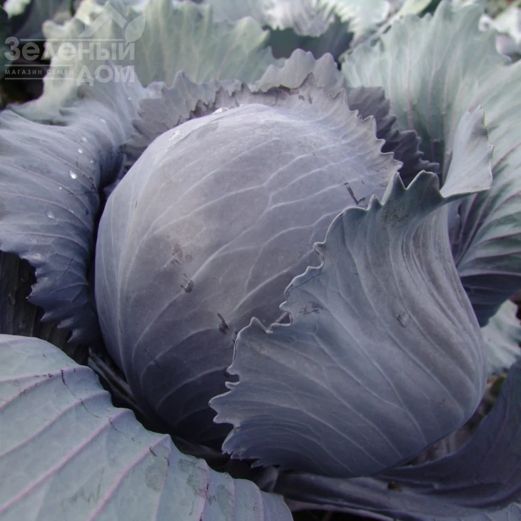 Квит F1 / Kvit F1,125-135 дней фото 1