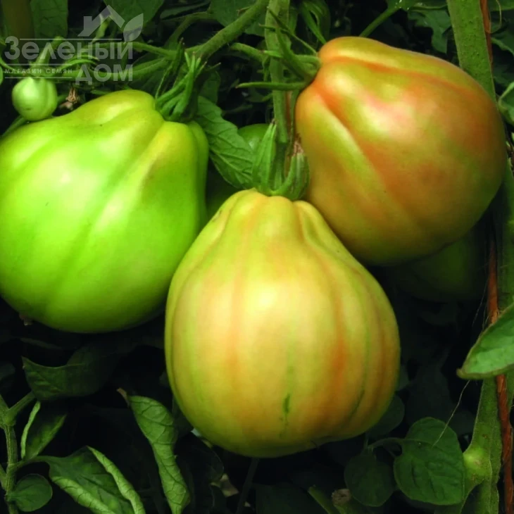 Куор Ди Буэ Альбенга / Kuor Di Buye Albenhа, 62-77 дней  фото 2