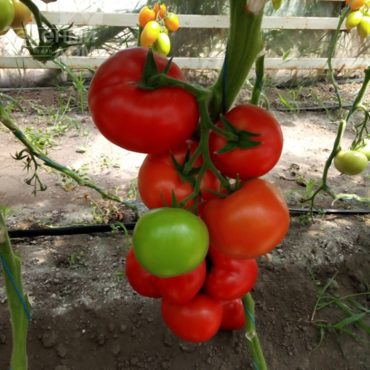 Сорренто F1 / Sorrento F1, 65 днів фото 2