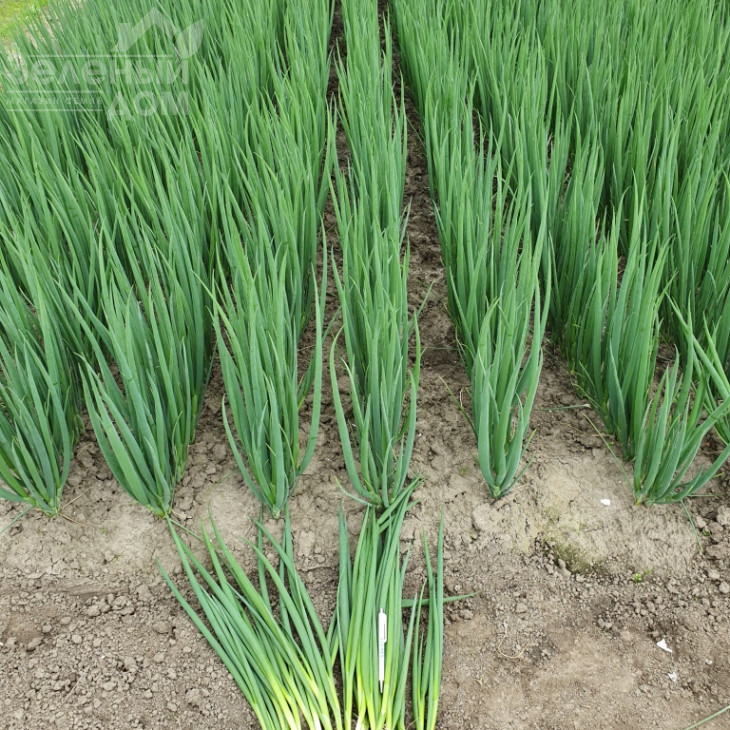 Йода F1 / Yoda F1 фото 4